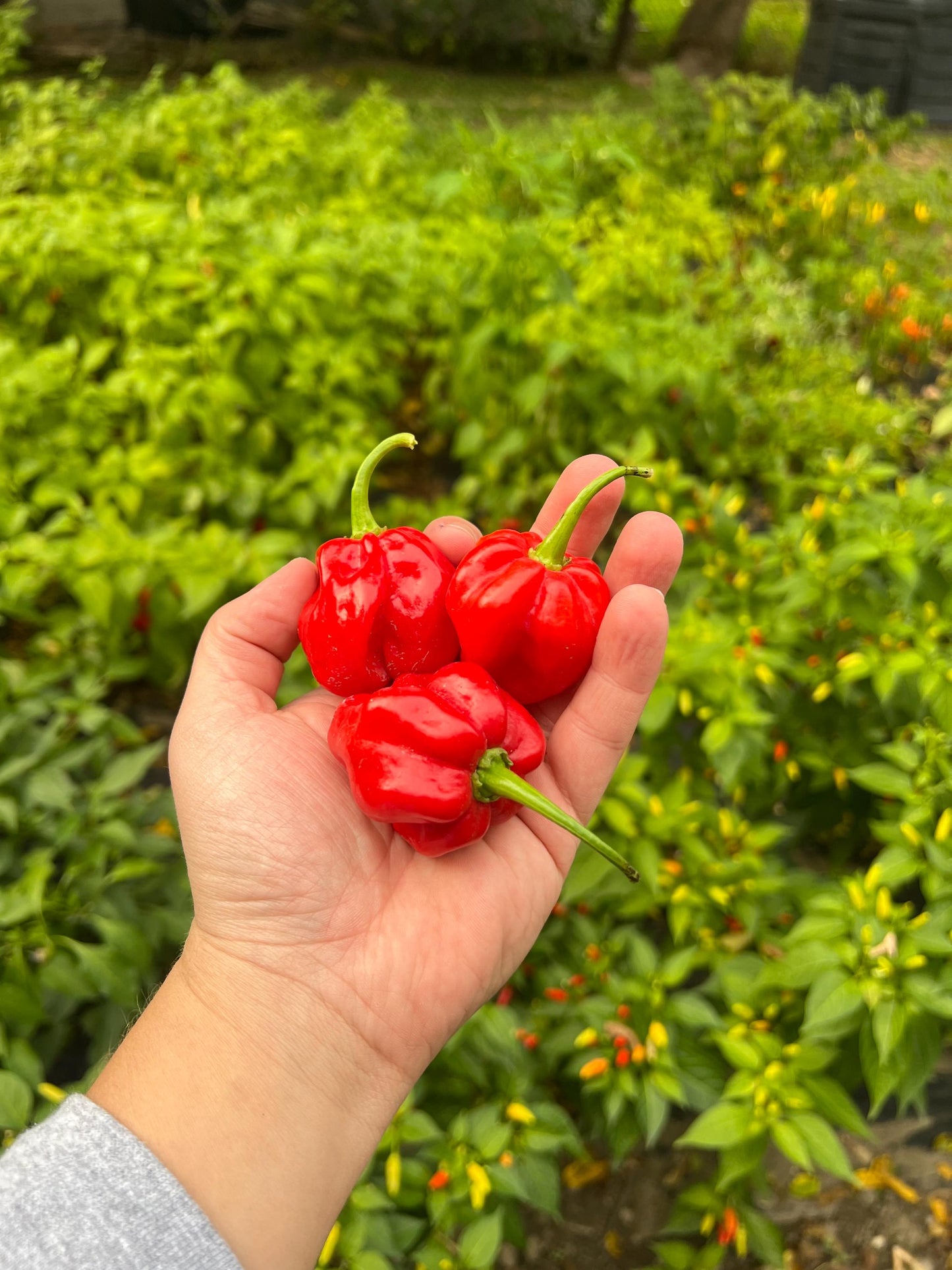 Big Red Scotch Bonnet Pepper Seeds , Organic