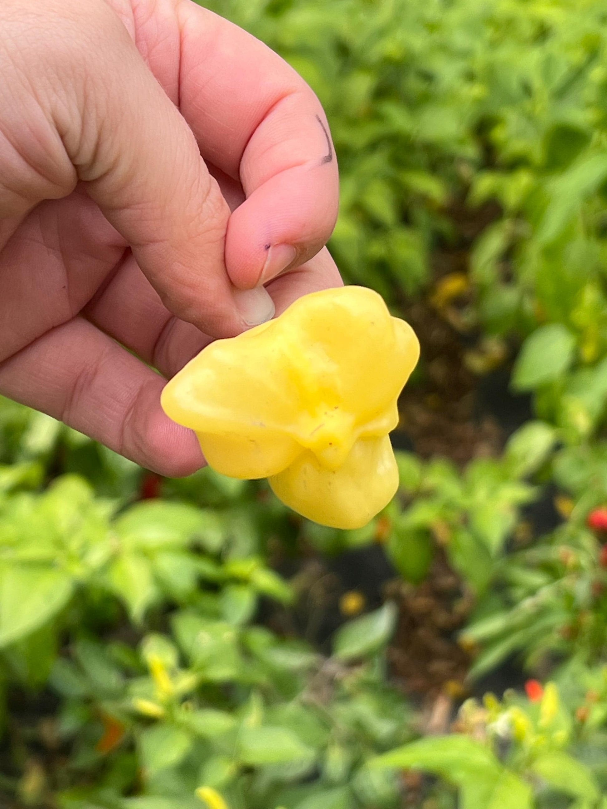 Cream Mad Hatter Pepper Seeds , Organic