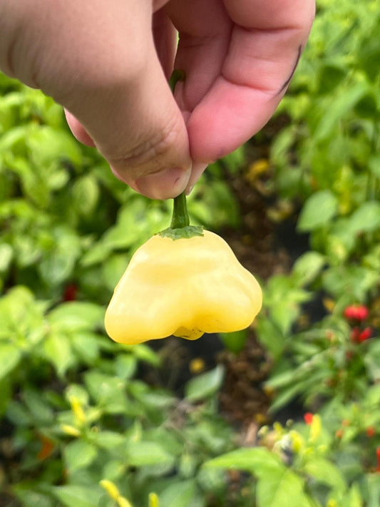 Cream Mad Hatter Pepper Seeds , Organic