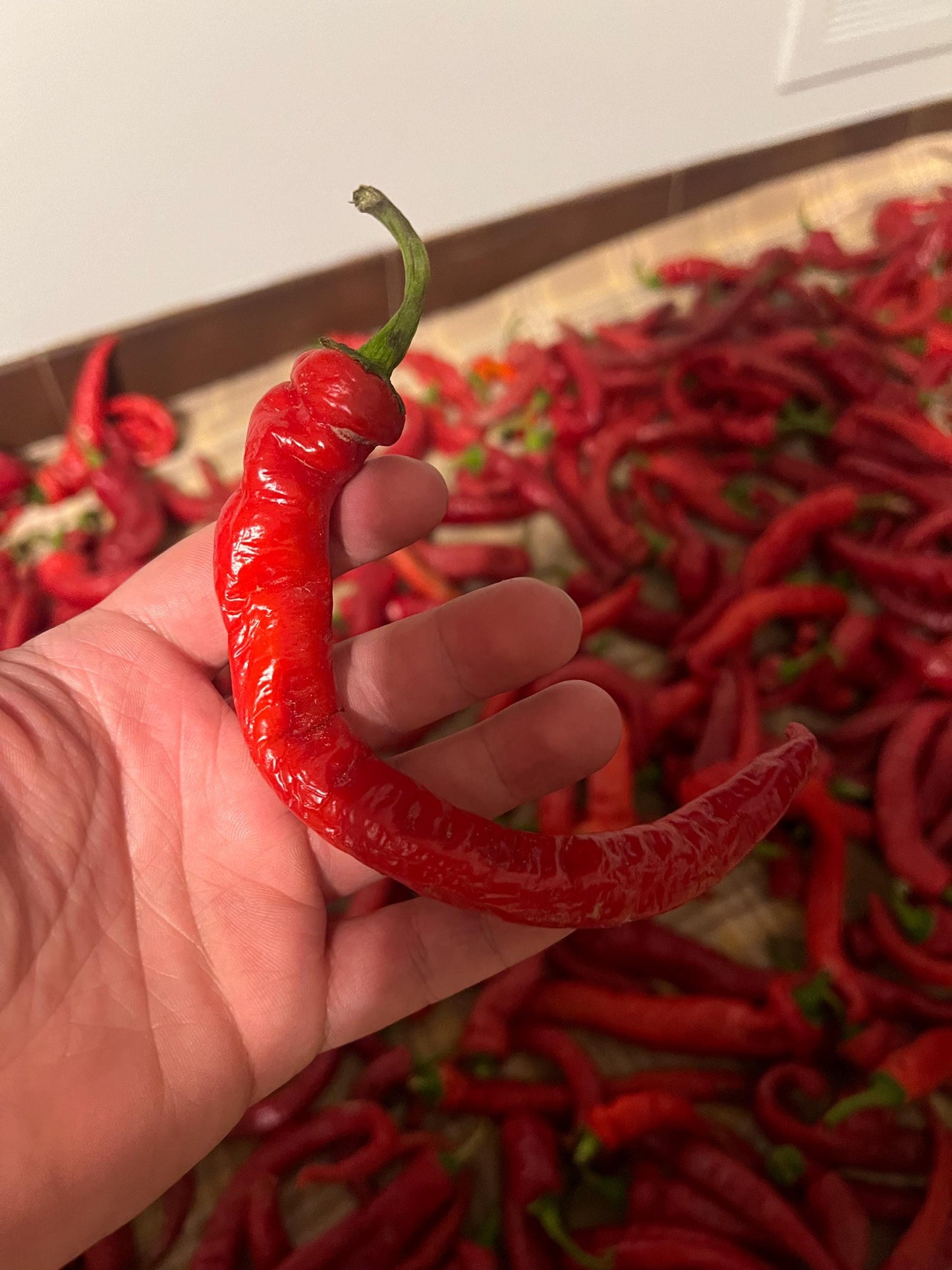 Long Sweet Italian Pepper Seeds , Organic