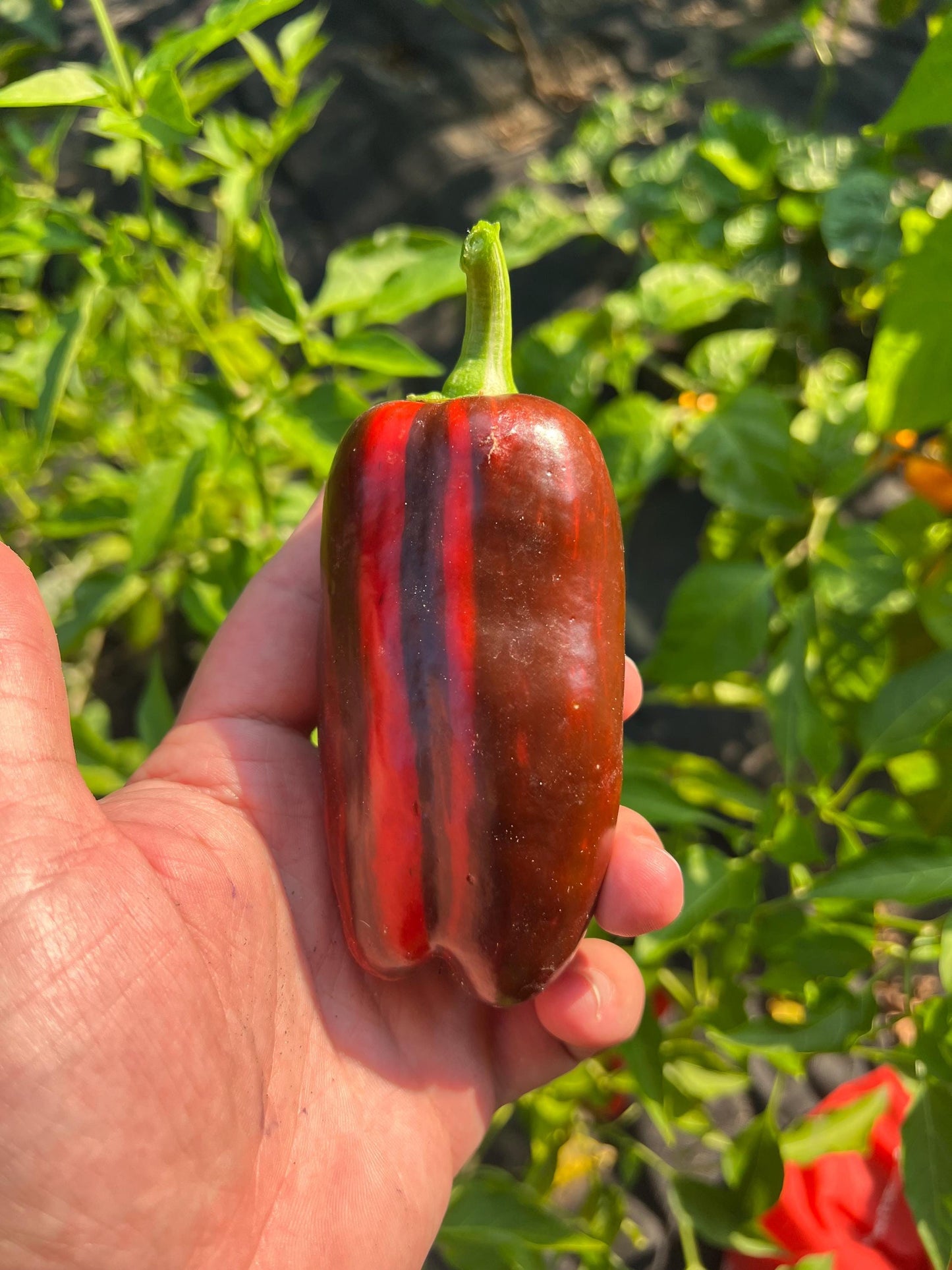 Mocha Swirl Pepper Seeds , Organic, Variegated