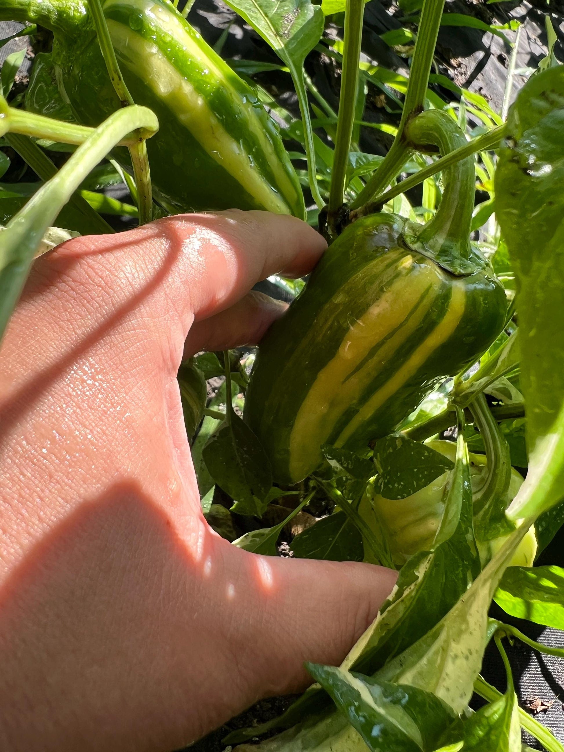 Mocha Swirl Pepper Seeds , Organic, Variegated