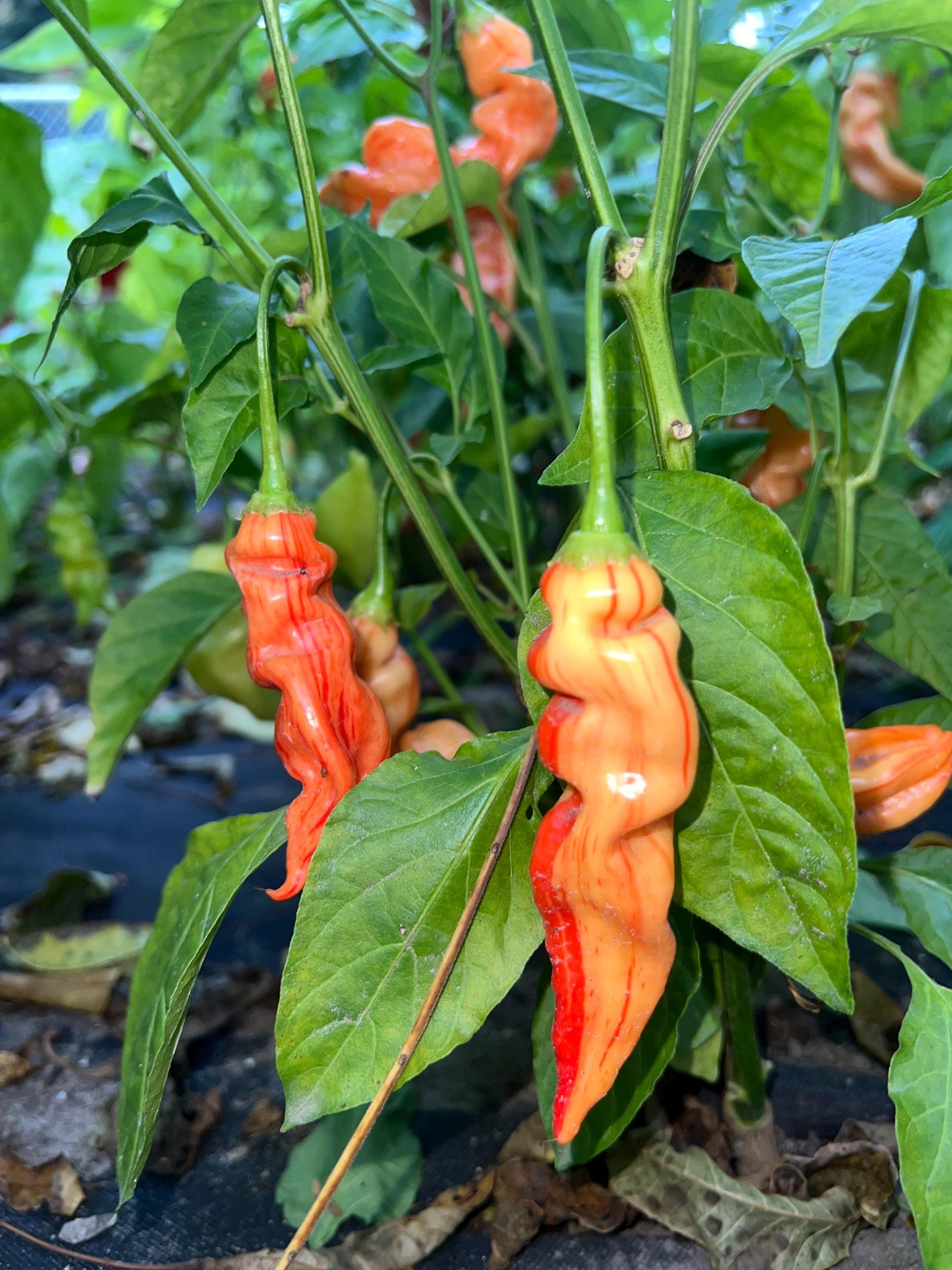 Sugar Rush Stripey Pepper Seeds , Organic