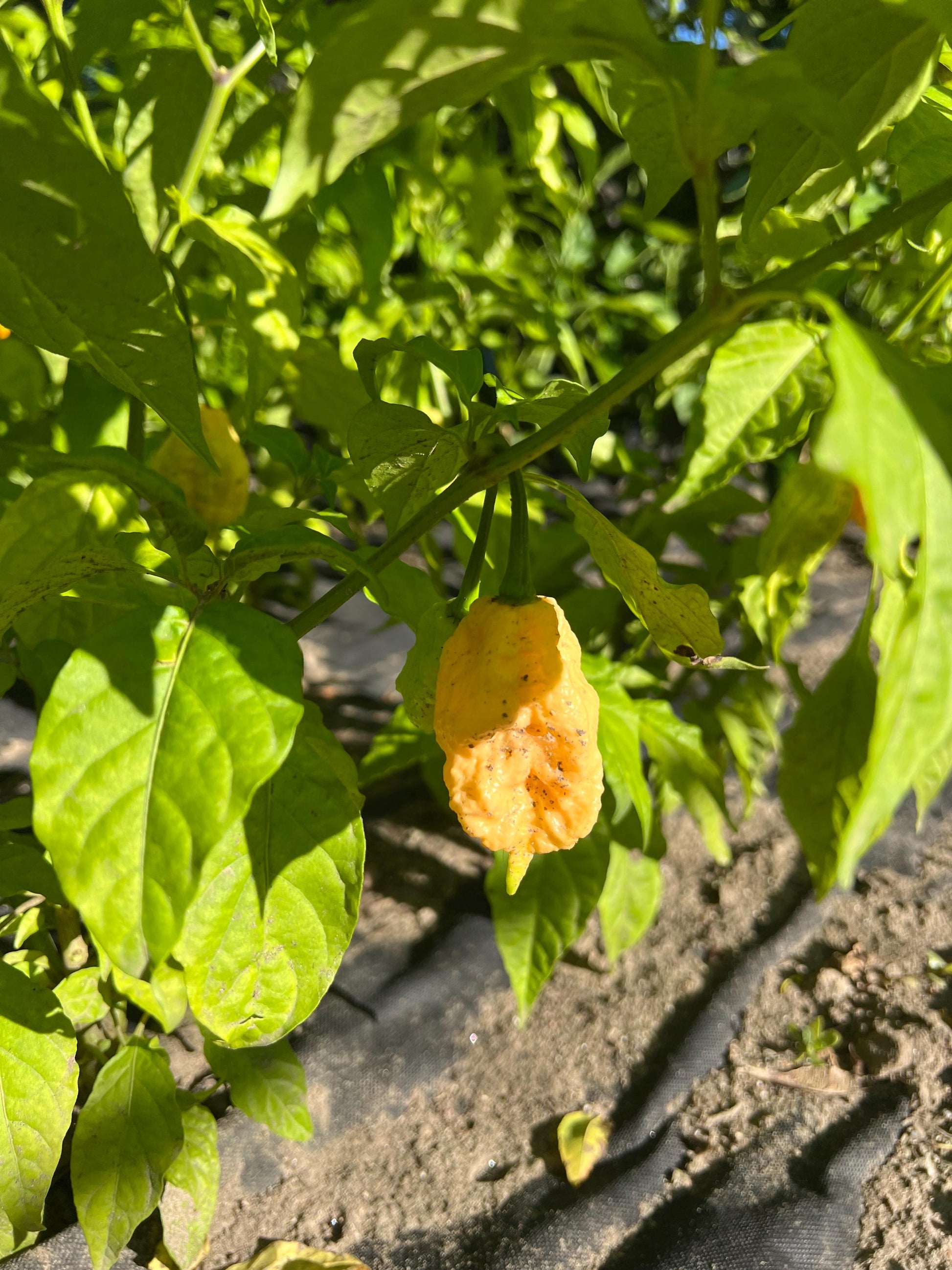 Peach Ghost Pepper Seeds , Organic