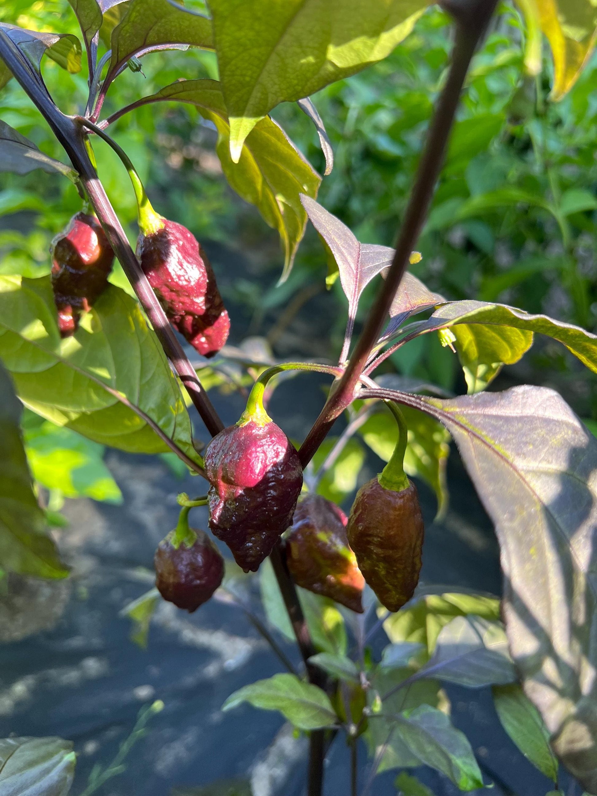 Purple Death Pepper Seeds , Organic