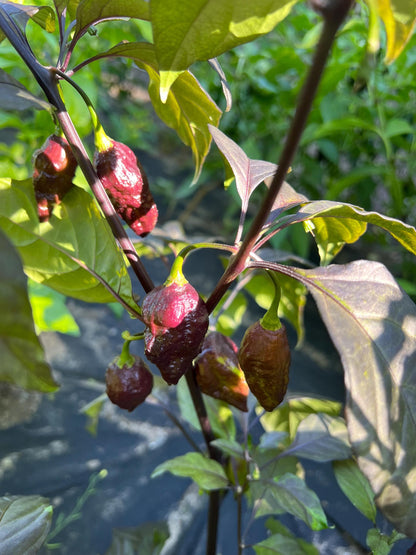 Purple Death Pepper Seeds , Organic