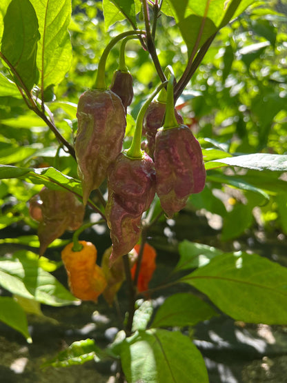 Black Ghost Pepper Seeds , Organic