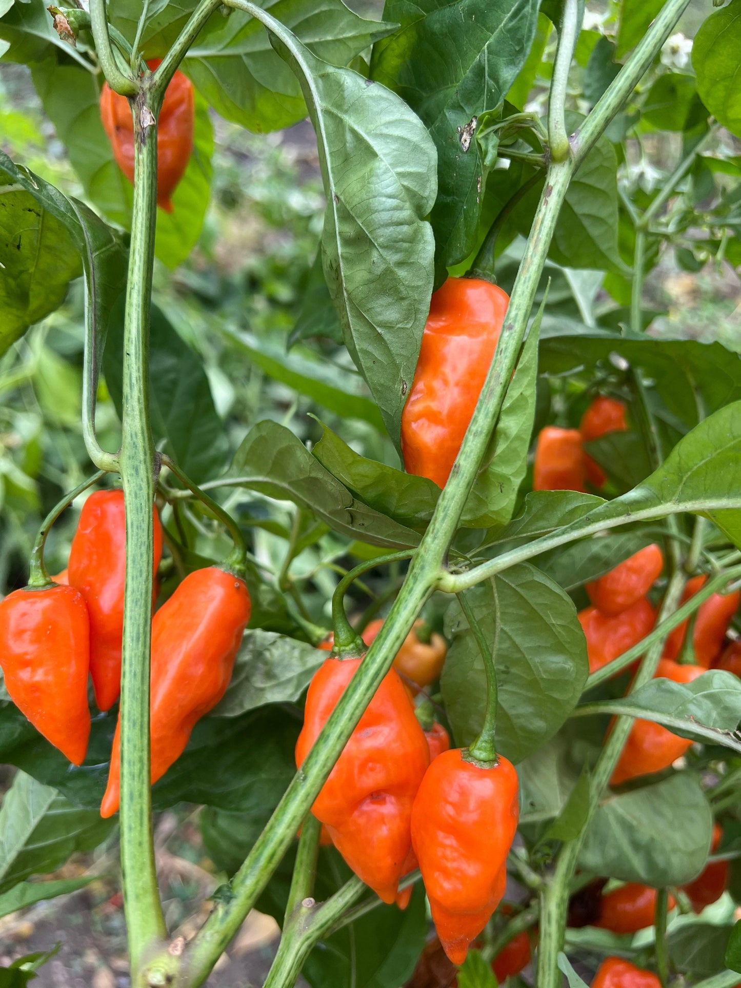 Graines de piment Habanada, biologiques