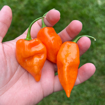 Semillas de Pimiento Habanada, Orgánicas