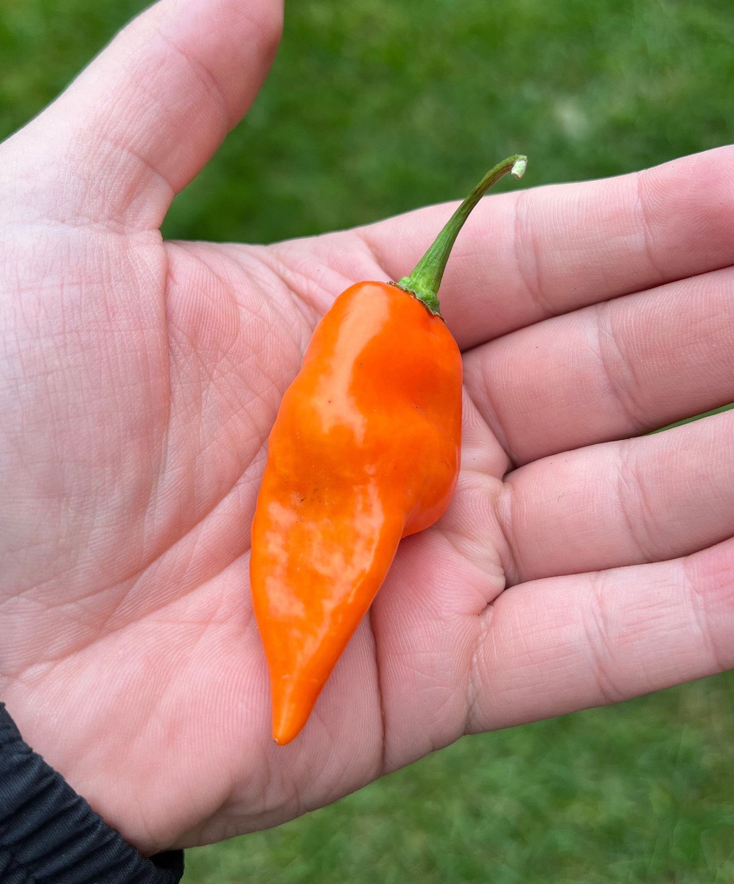 Graines de piment Habanada, biologiques