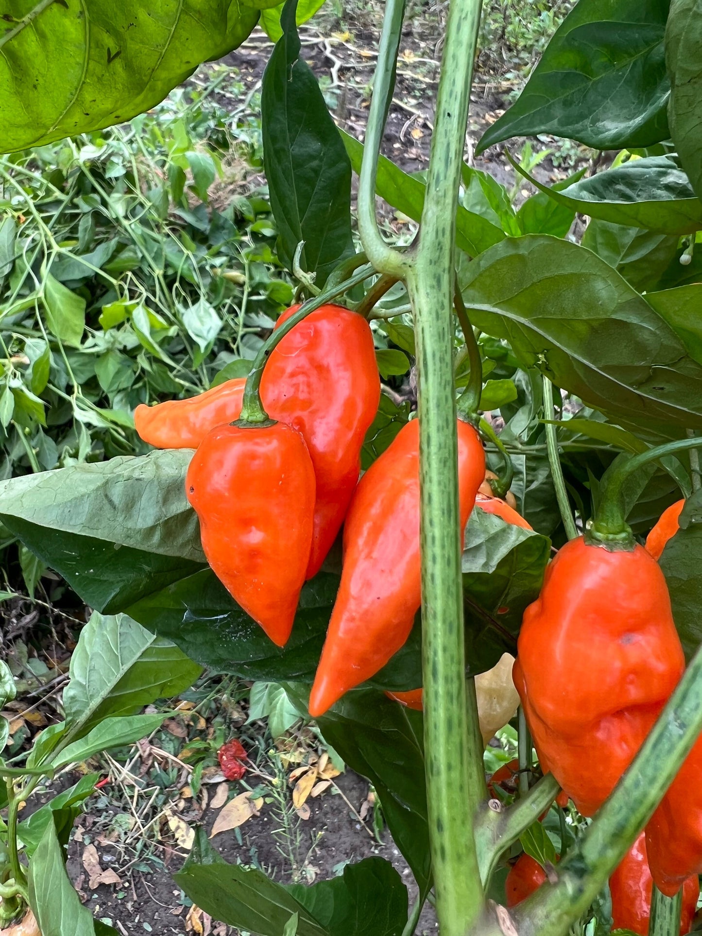 Semillas de Pimiento Habanada, Orgánicas