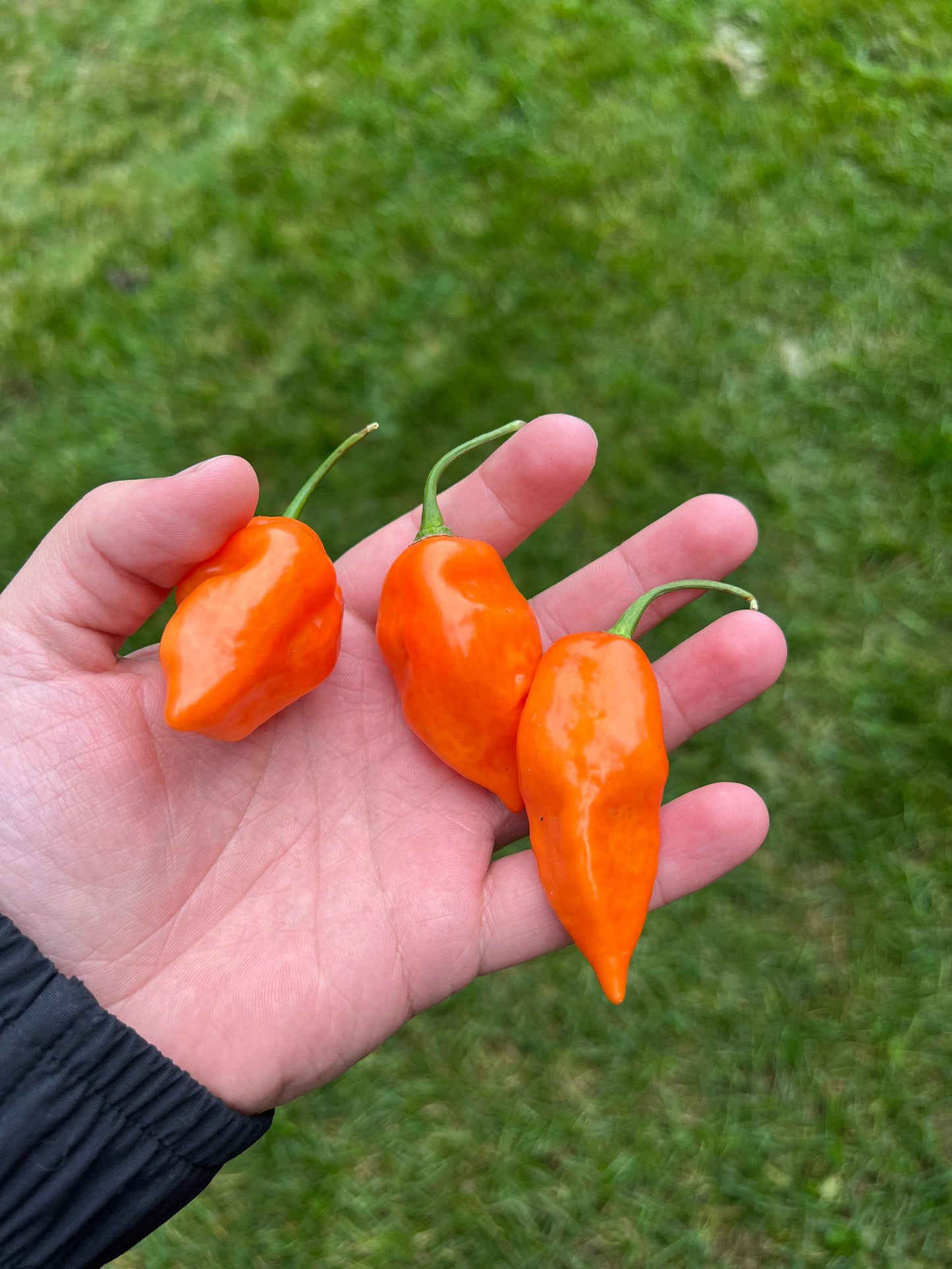 Graines de piment Habanada, biologiques