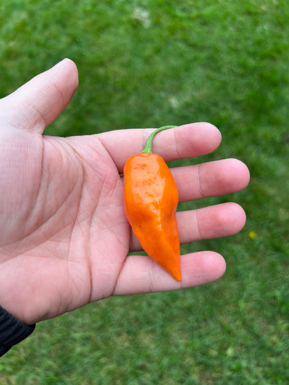 Semillas de Pimiento Habanada, Orgánicas