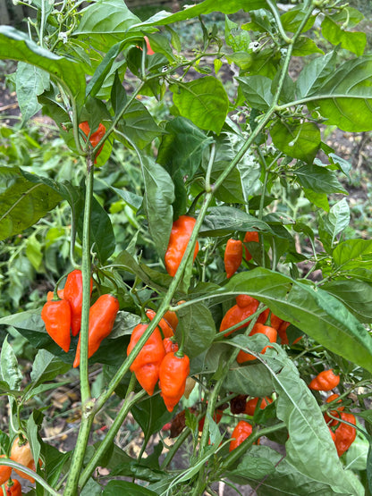 Graines de piment Habanada, biologiques