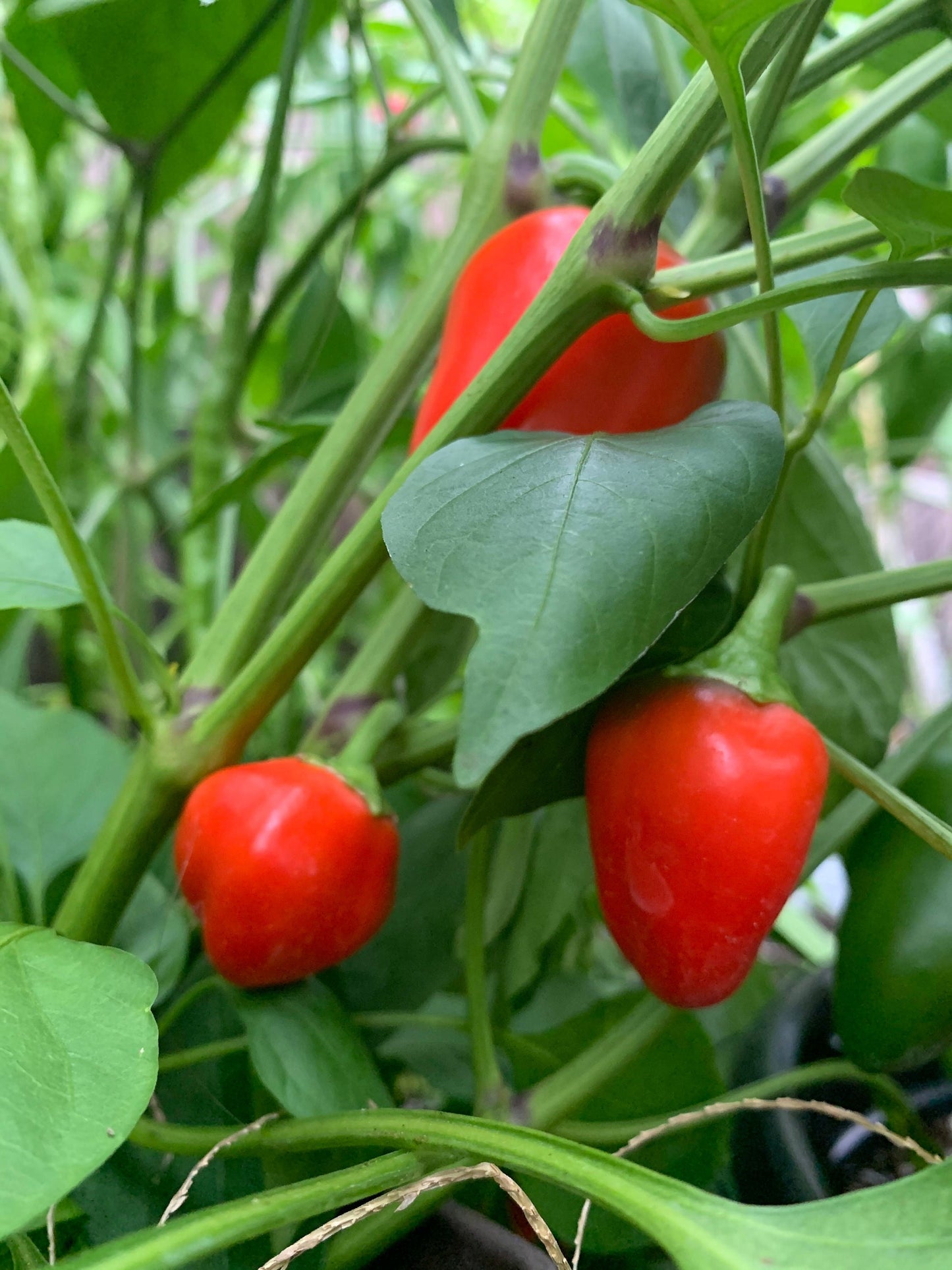 Mini poivron aux graines douces