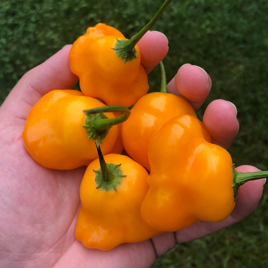 Semillas de pimiento naranja del Sombrerero Loco