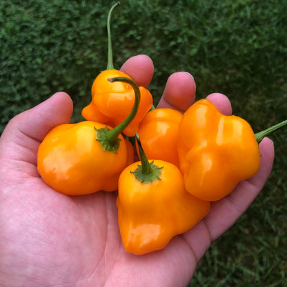 Orange Mad Hatter Pepper Seeds