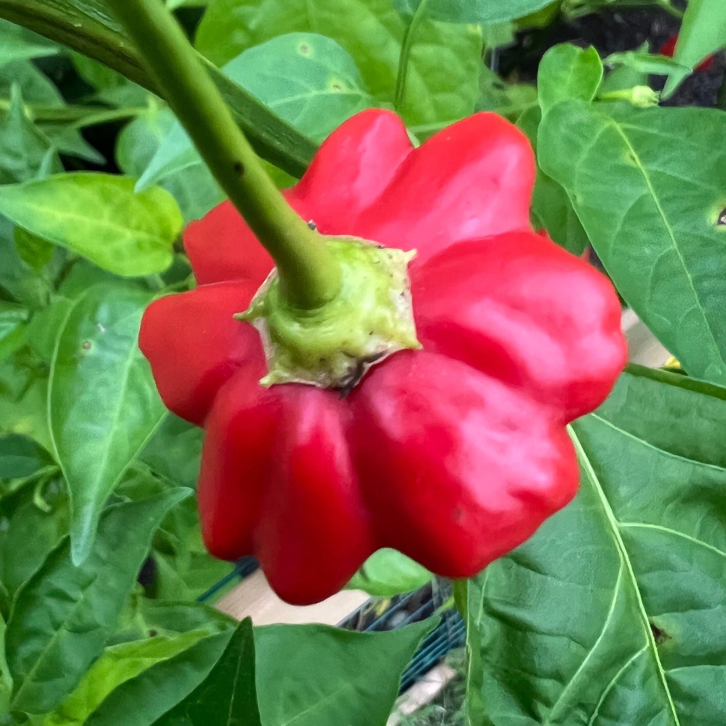 Semillas de pimiento estrella de mar brasileño