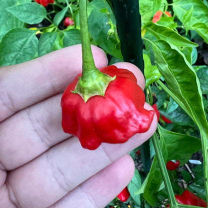 Semillas de pimiento estrella de mar brasileño