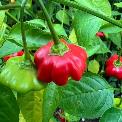 Semillas de pimiento estrella de mar brasileño