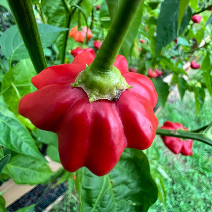 Semillas de pimiento estrella de mar brasileño