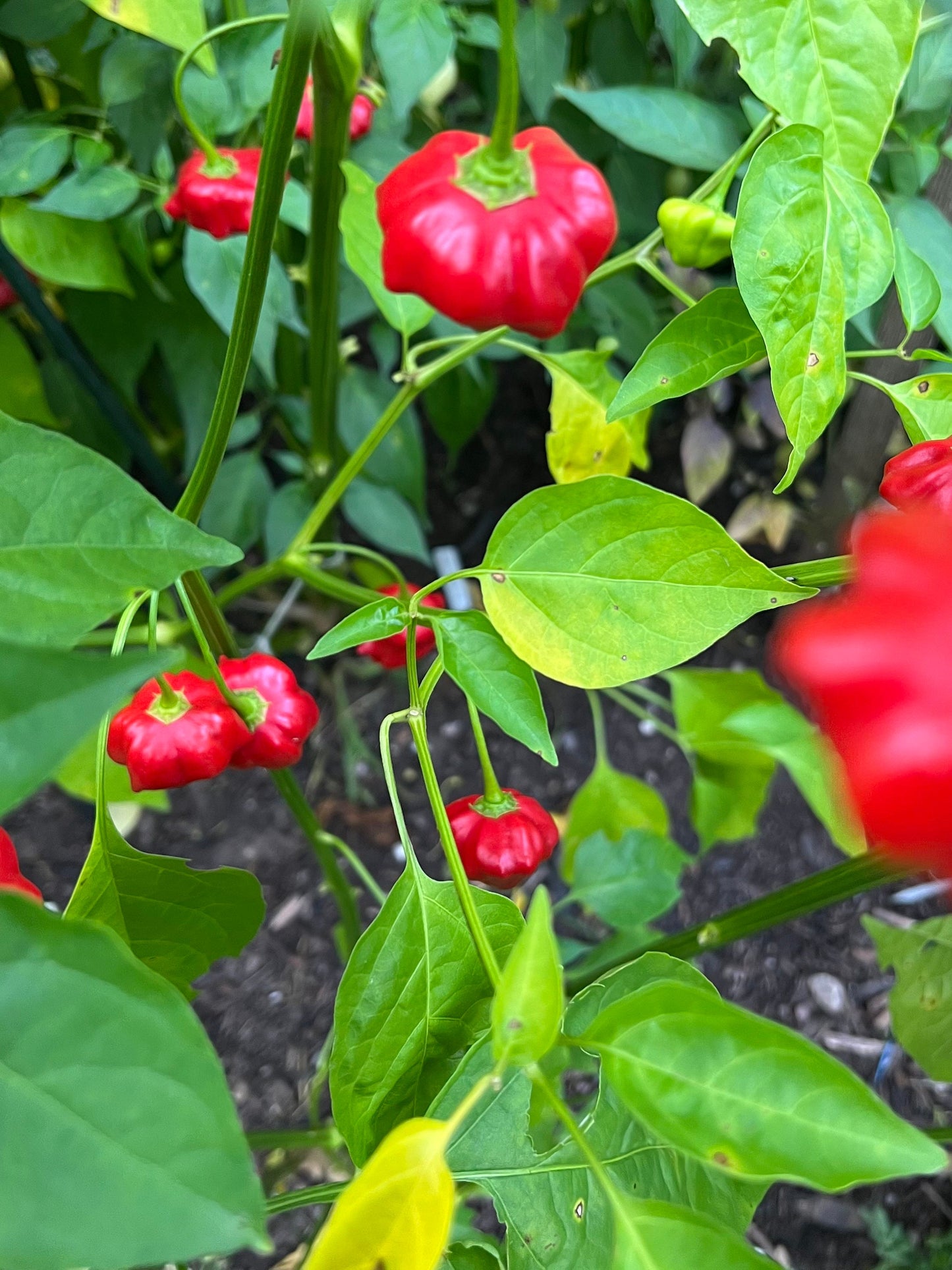 Semillas de pimiento estrella de mar brasileño