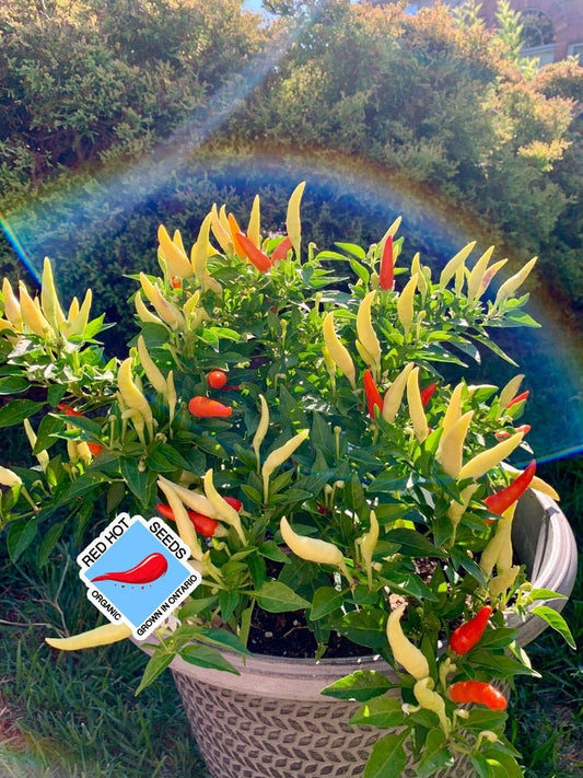 Basket Of Fire Hot Pepper Seeds - Organic