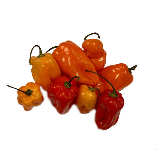 Graines de piment Habanero rouge épicé