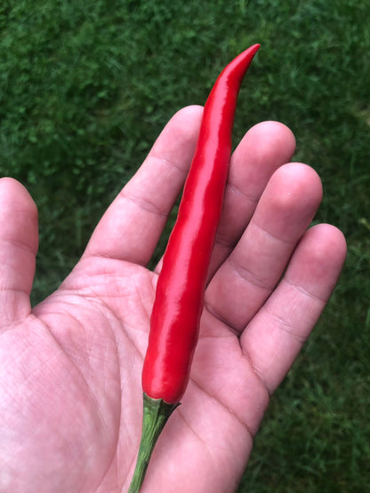 Super Long Cayenne Pepper Seeds