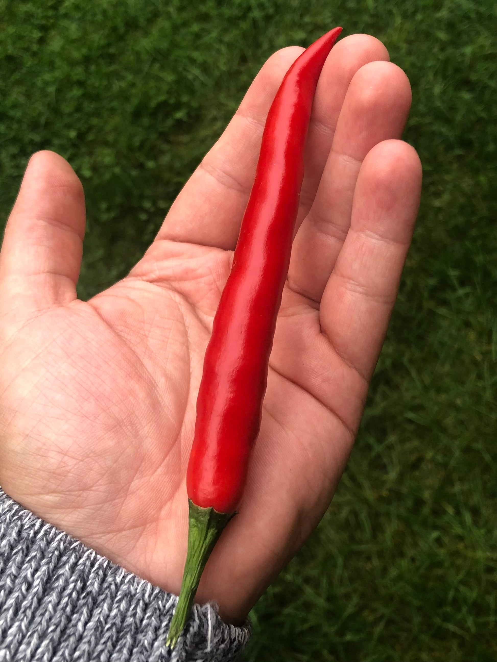 Pepper - Red Cayenne Chili Pepper (Capsicum annuum) Cayenne Hot