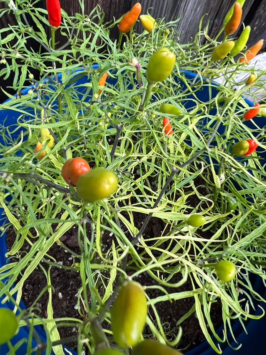 Candelight Mutant Pepper Seeds , Organic