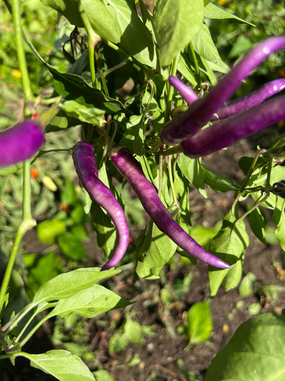 Purple Buena Mulata  Pepper Seeds