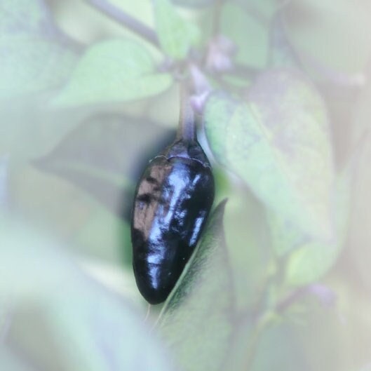 Black Dracula Pepper Seeds