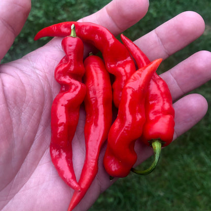 SuperHot Lightning Pepper (15) Seeds  , Organic