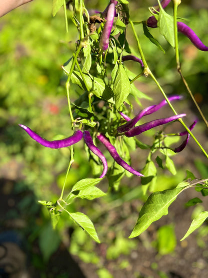 Purple Buena Mulata  Pepper Seeds