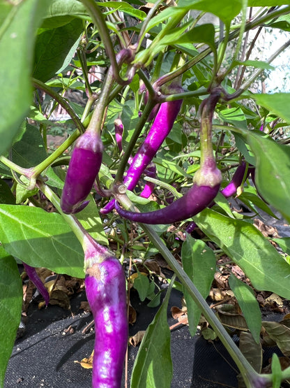 Purple Buena Mulata  Pepper Seeds