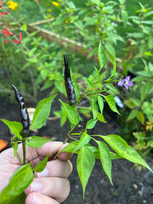 Black Thai Seeds Pepper , Organic