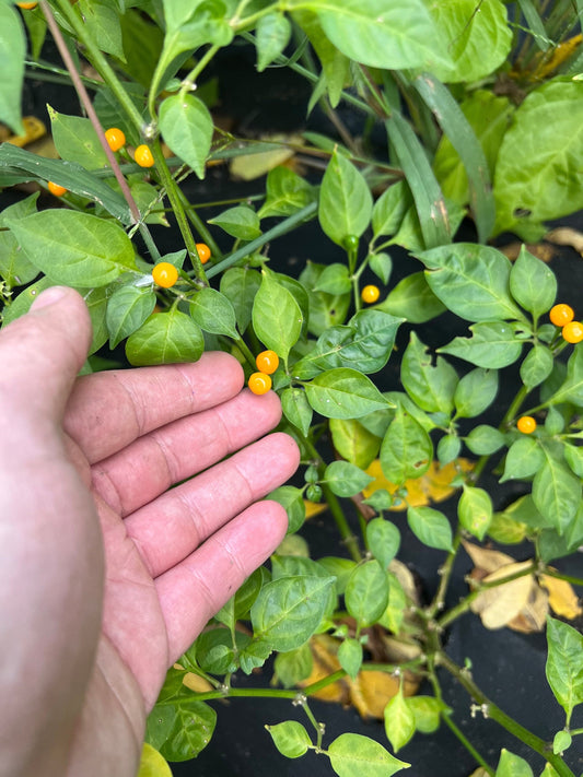 Aji Charapita Pepper Seeds