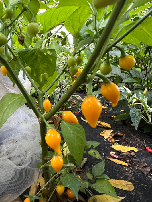 Yellow Biquinho Pepper Seeds